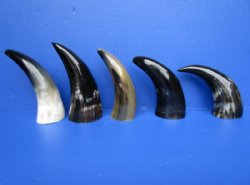 5 Polished Water Buffalo Horns 6-3/4 to 7-1/4 inches - Buy these 5 for $4.60 each