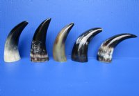 5 Polished Water Buffalo Horns 6-3/4 to 7-1/4 inches - Buy these 5 for $4.60 each