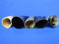 5 Polished Water Buffalo Horns 6-3/4 to 7-1/4 inches - Buy these 5 for $4.60 each