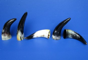 5 Polished Buffalo Horns for Sale 7 to 7-3/4 inches - Buy these 5 for $4.60 each