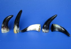 5 Polished Buffalo Horns for Sale 7 to 7-3/4 inches - Buy these 5 for $4.60 each