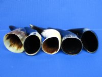 5 Polished Buffalo Horns for Sale 7 to 7-3/4 inches - Buy these 5 for $4.60 each