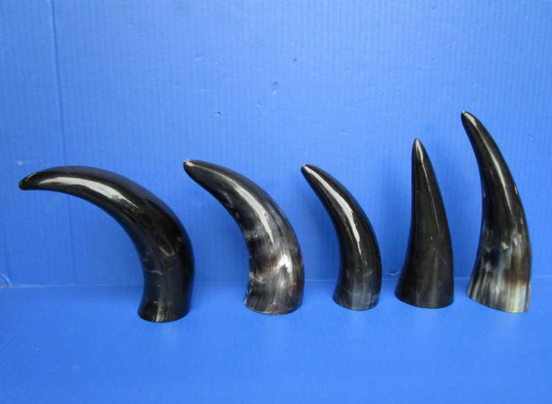 5 Polished Buffalo Horns for Sale 61/2 to 81/4 inches