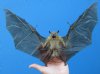 11-1/2 by 7-3/4 inches Preserved, Mummified Lesser Short-Nosed Fruit Bat with Wings Spread in Flying Position - Buy this one for $54.99