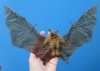 10-1/2 by 7-1/4 inches Mummified Minute Fruit Bat with Wings Spread Flying - Buy this one for $54.99