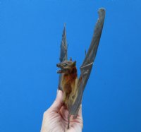 10-3/4 by 7 inches Mummified Minute Bat with Wings Spread in Flying Position - Buy this one for $54.99