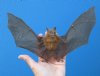 9-1/2 by 6 inches Preserved, Mummified Big-Eared Roundleaf Bat in a Flying Position, Wings Spread - Buy this one for $49.99