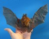 9-1/4 by 5-3/4 inches Mummified Big-Eared Roundleaf Bat with Wings Spread in Flying Position - Buy this one for $49.99