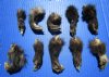 10 Taxidermy Opossum Feet with Fur for Sale 2-1/2 to 4 inches (Preserved with Formaldehyde) - Buy these 10 for $4.80 each