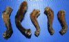 5 North American Fox Feet with Fur for Sale 4 to 7 inches long (Preserved with Formaldehyde) - Buy these 5 for $8.00 each