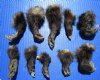 10 North American Opossum Feet with Fur for Sale 2-1/2 to 4 inches (Preserved with  Formaldehyde) - Buy these 10 for $4.80 each