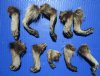 10 Preserved Raccoon Feet with Fur for Sale 3 to 4 inches long (Preserved with Formaldehyde) -  Buy these for $4.80 each