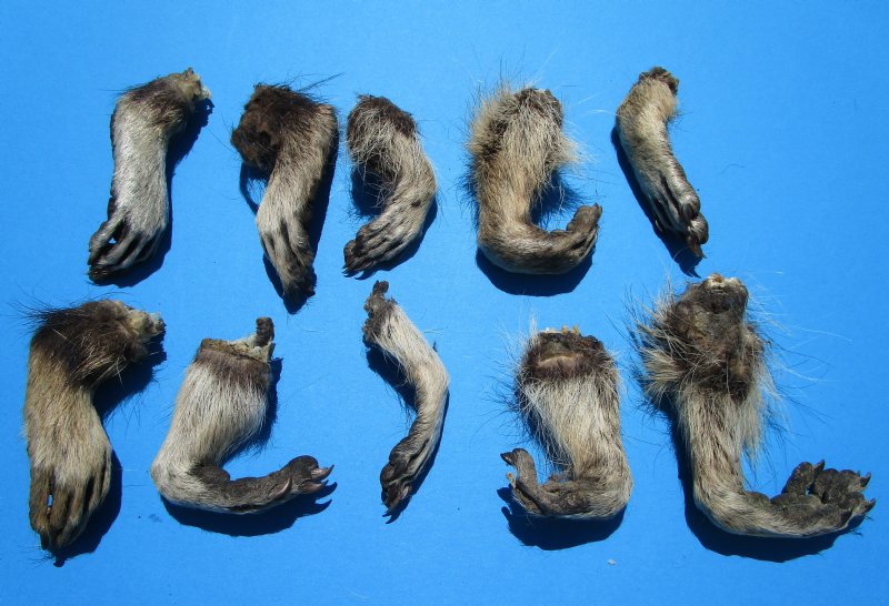 10 Raccoon Feet with Fur Preserved with Formaldehyde