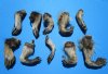10 Raccoon Feet  with Fur Preserved with Formaldehyde 3 to 4 inches long - Buy these for $3.00 each