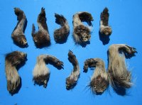 10 Raccoon Feet  with Fur Preserved with Formaldehyde 3 to 4 inches long - Buy these for $3.00 each