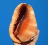 6-3/8 inches Authentic Red Cameo Shell for Sale, Bullmouth Helmet - Buy this one for $19.99