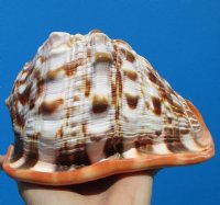 6-3/8 inches Authentic Red Cameo Shell for Sale, Bullmouth Helmet - Buy this one for $15.99