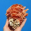 4-5/8 by 4-1/8 inches Frilly Bright Orange Mexican Spondylus Princeps Spiny Oyster Shell for Sale - Buy this one for $29.99