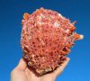 5-1/8 by 5-1/4 inches Red Mexican Spondylus Princeps Spiny Oyster Shell - Buy this one for $33.99