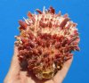 4-1/2 by 4-1/4 inches Authentic Red Mexican Spondylus Princeps Spiny Oyster Shell for Sale - Buy this one for $29.99