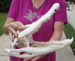 15 inches Authentic Florida Alligator Skull, Beetle Cleaned, <font color=red>  Grade B with Holes </font> for $109.99