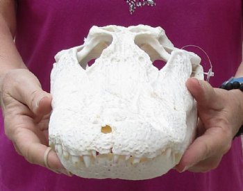 15 inches Authentic Florida Alligator Skull, Beetle Cleaned, <font color=red>  Grade B with Holes </font> for $109.99