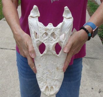 15 inches Authentic Florida Alligator Skull, Beetle Cleaned, <font color=red>  Grade B with Holes </font> for $109.99