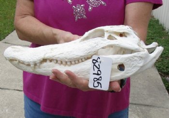 15 inches Authentic Florida Alligator Skull, Beetle Cleaned, <font color=red>  Grade B with Holes </font> for $109.99