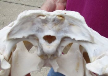 15 inches Authentic Florida Alligator Skull, Beetle Cleaned, <font color=red>  Grade B with Holes </font> for $109.99