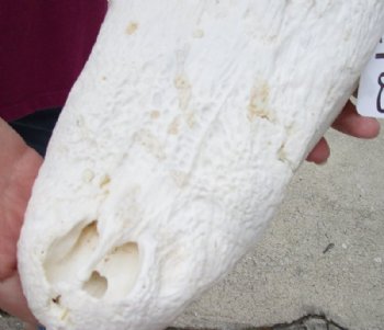 15 inches Authentic Florida Alligator Skull, Beetle Cleaned, <font color=red>  Grade B with Holes </font> for $109.99