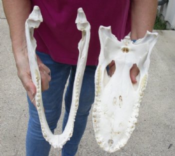 15 inches Authentic Florida Alligator Skull, Beetle Cleaned, <font color=red>  Grade B with Holes </font> for $109.99