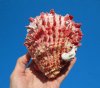 4-5/8 by 5 inches Red Mexican Spondylus Princeps Spiny Oyster Shell for Sale - Buy this one for $29.99