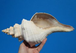 12 inches Authentic Horse Conch Shell, Florida's Official State Seashell - Buy this one for $39.99