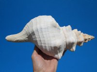 12 inches Authentic Horse Conch Shell, Florida's Official State Seashell - Buy this one for $39.99
