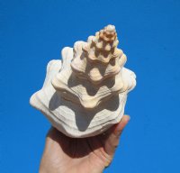 12 inches Authentic Horse Conch Shell, Florida's Official State Seashell - Buy this one for $39.99