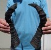 2 Female Red Hartebeest Horns for Sale (1 right, 1 left) - Buy these 2 for $17.50 each