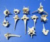 12 Real Deer and Wild Boar Vertebrae Bones for Sale 1-7/8 to 5-1/4 inches - Buy these for $1.28 each