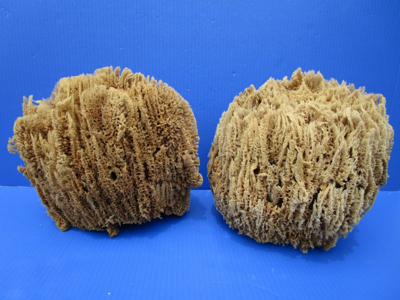 2 Large Natural Sea Sponge for Sale, 101/2 inches