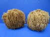 2 Large Natural Sea Sponge for Sale, 10-1/2 inches  - Buy these 2 for $15.00 each