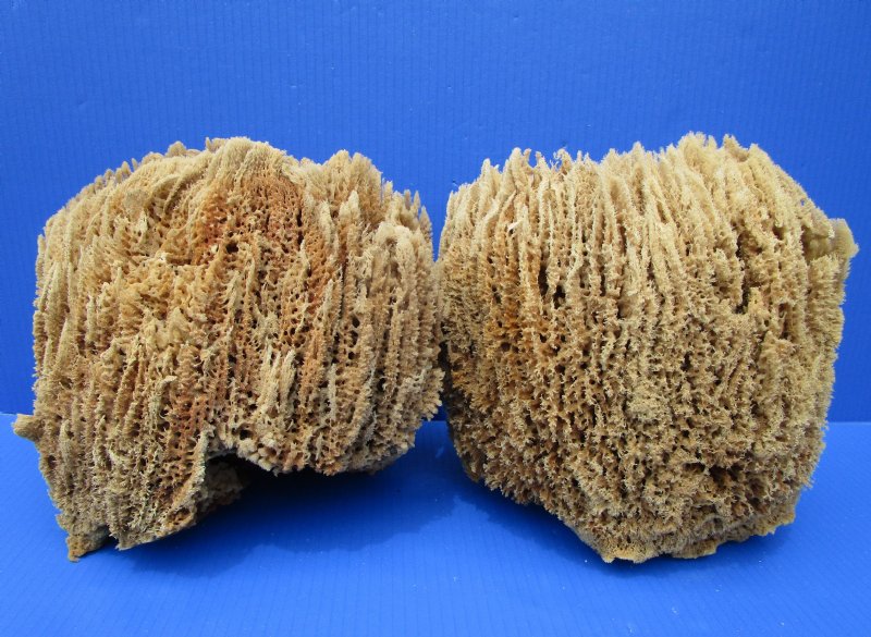 2 Large Natural Sea Sponge for Sale, 101/2 inches