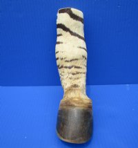 9 inches Genuine Burchelli's Zebra Foot Mount for Sale - Buy this one for $64.99