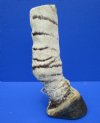 9-1/2 inches Real Taxidermy Burchell's Zebra Foot, for Sale, Free Standing - Buy this one for $64.99