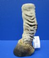 9-1/4 inches Real Mounted Burchell's Zebra Foot, Free Standing - Buy this one for $64.99