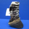 7 inches Free Standing Taxidermy Zebra Foot for Sale - Buy this one for $64.99