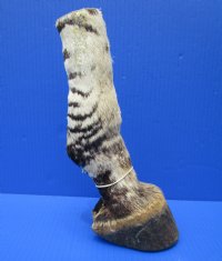 10-1/4 inches tall Authentic Taxidermy Zebra Foot, Free Standing - Buy this one for $64.99