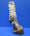 10-1/4 inches tall Authentic Taxidermy Zebra Foot, Free Standing - Buy this one for $64.99