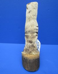 10-1/4 inches tall Authentic Taxidermy Zebra Foot, Free Standing - Buy this one for $64.99