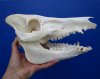 10-1/4 inches Real Georgia Wild Boar Skull, Wild Hog Skull - Buy this one for $59.99