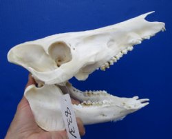 9-7/8 inches Genuine Georgia Wild Hog, Pig Skull for $54.99