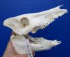 9-7/8 inches Genuine Georgia Wild Hog Skull for Sale, Wild Boar - Buy this one for $54.99